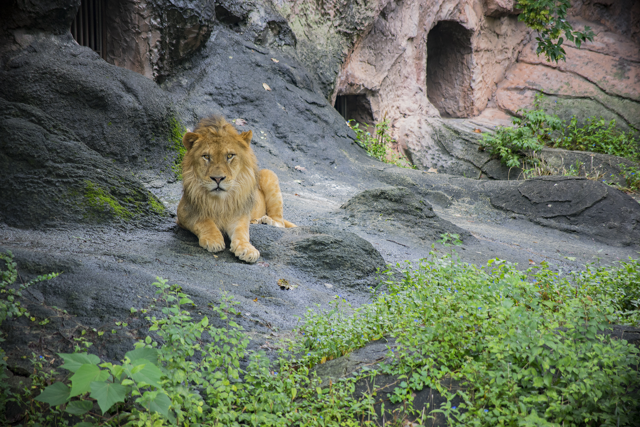 東山動植物園の動物たち コビトカバ もいるよ 旅カメラ