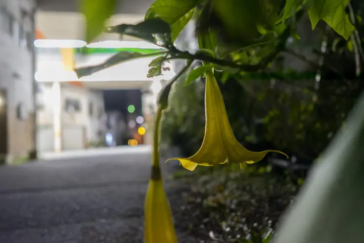 エンゼルトランペットの花言葉と誕生花 旅カメラ
