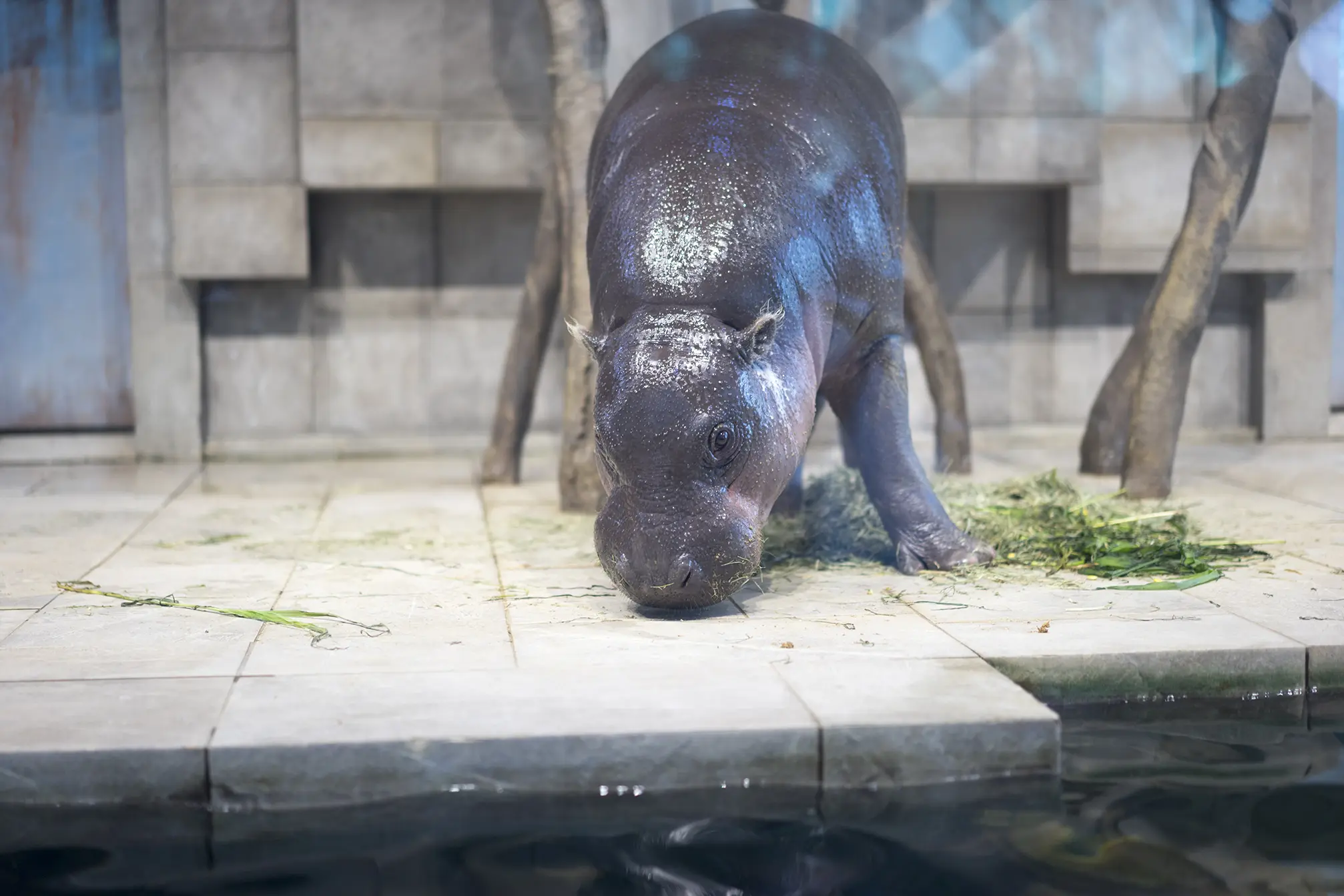 日本国内でコビトカバ ミニカバ のいる６つの動物園 旅カメラ