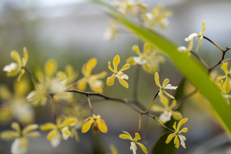 香川県園芸総合センターの花2