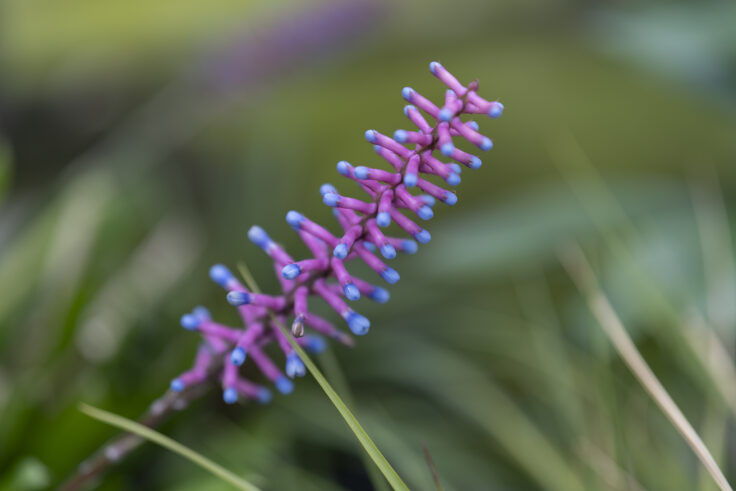 香川県園芸総合センターの花3