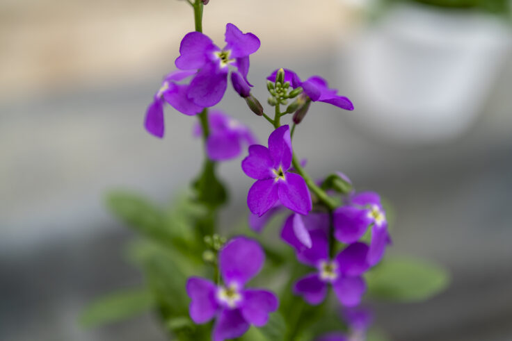 香川県園芸総合センターの花4