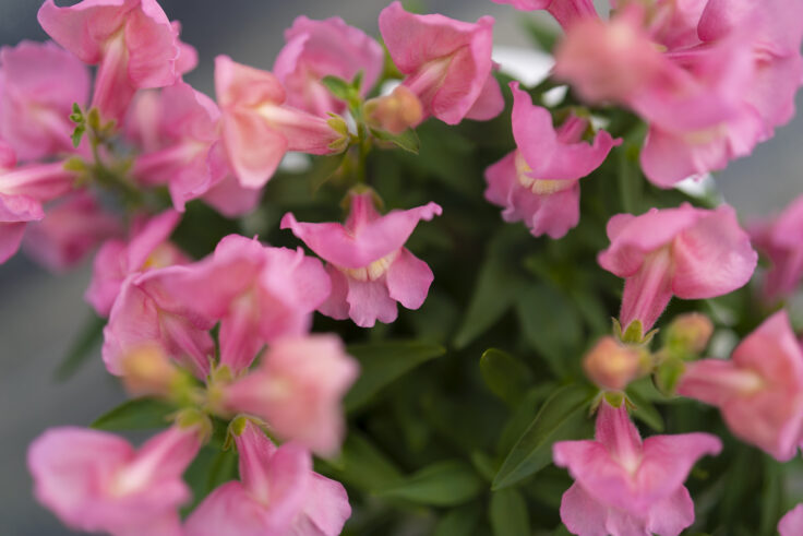 香川県園芸総合センターの花6