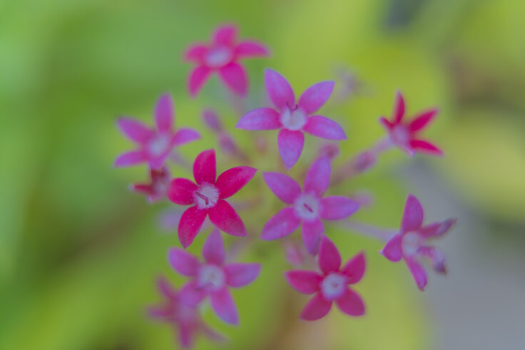 香川県園芸総合センターの花12