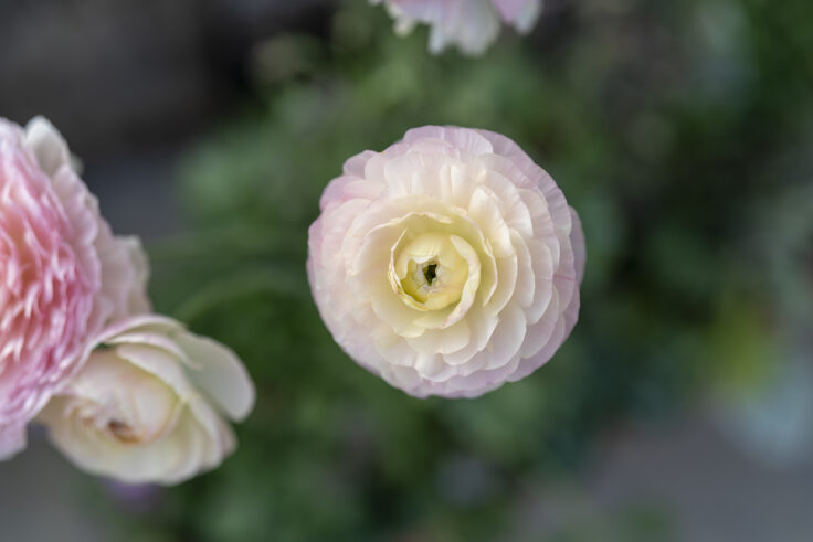 香川県総合園芸センターの花4