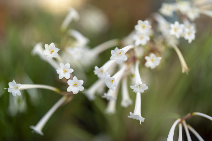 香川県総合園芸センターの花5