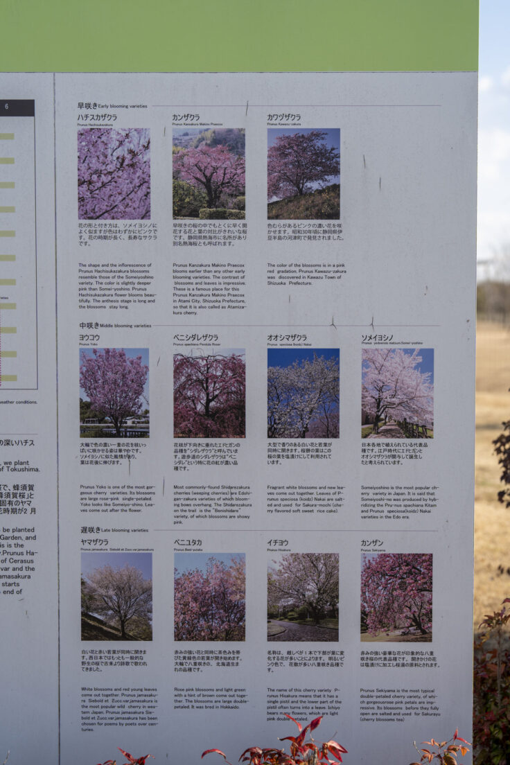 大鵬薬品工業(株) 北島工場の花見公園3