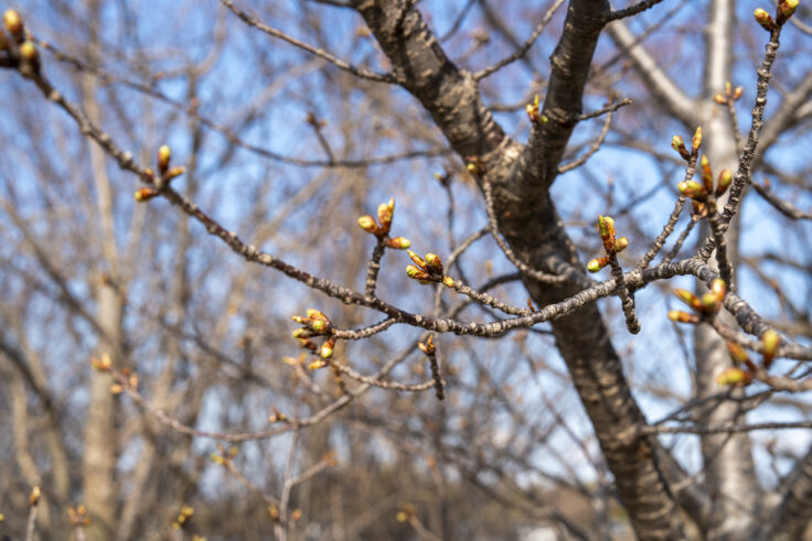 大鵬薬品工業(株) 北島工場の花見公園10