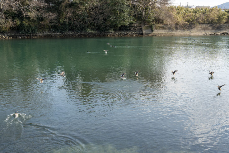 大鵬薬品工業(株) 北島工場の花見公園14