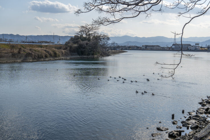 大鵬薬品工業(株) 北島工場の花見公園15