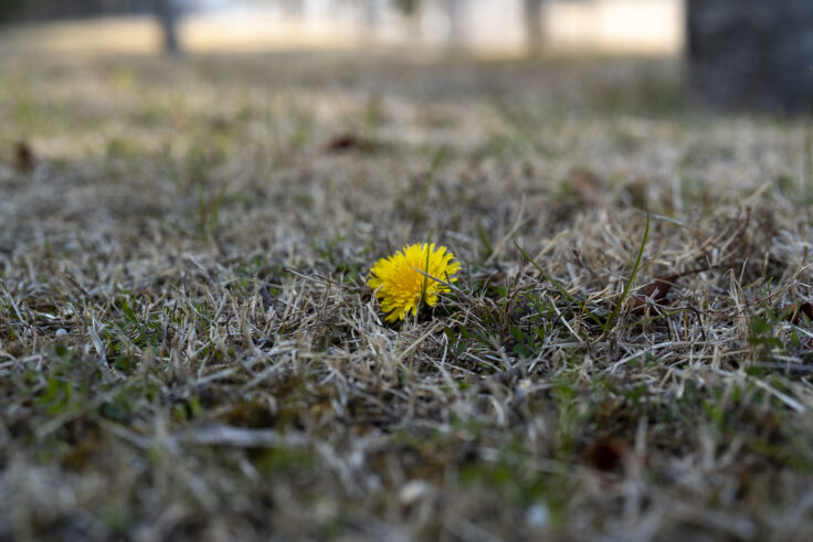 大鵬薬品工業(株) 北島工場の花見公園23