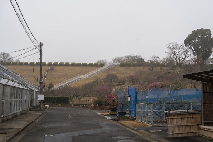 香川県園芸総合センター（さぬきフラワーガーデン）の梅