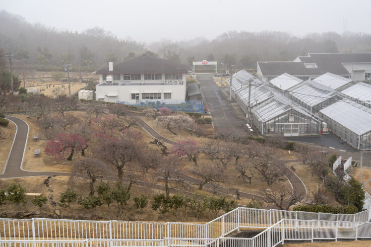 香川県園芸総合センター（さぬきフラワーガーデン）の梅6