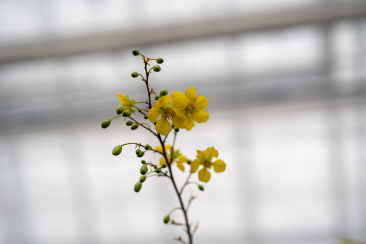 香川県園芸総合センター（さぬきフラワーガーデン）セクナ・オルラタの花