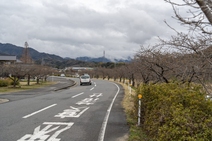 湊川河津桜ロード