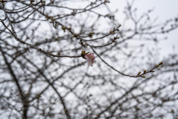 湊川河津桜ロード6