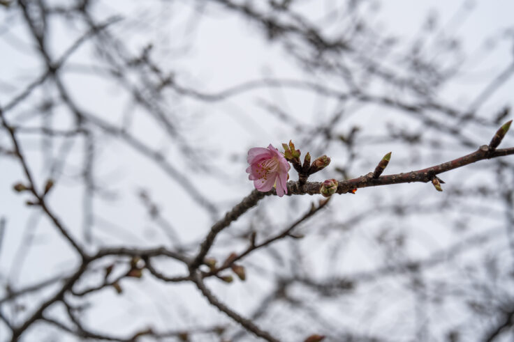 湊川河津桜ロード7