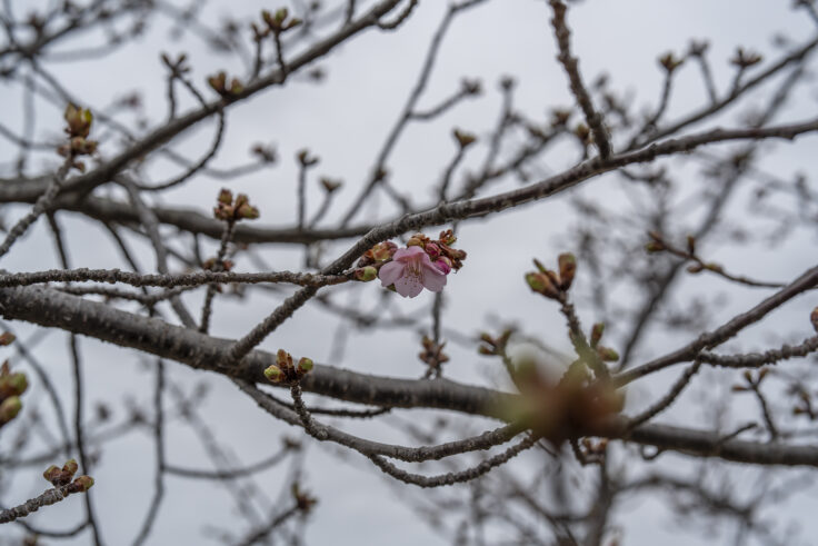 湊川河津桜ロード8