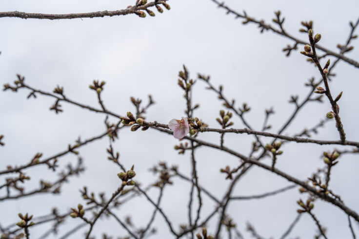 湊川河津桜ロード9
