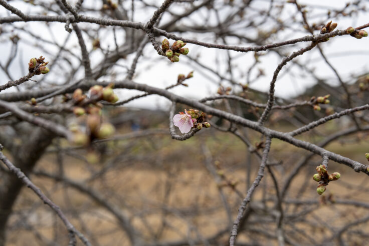 湊川河津桜ロード10