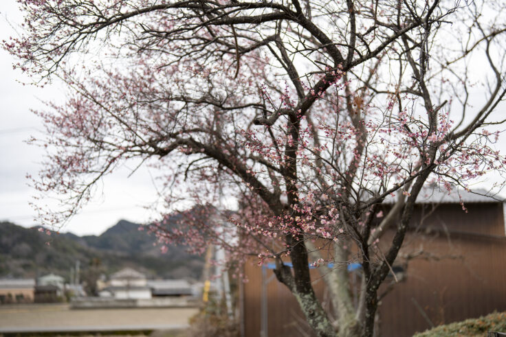 湊川河津桜ロードの梅