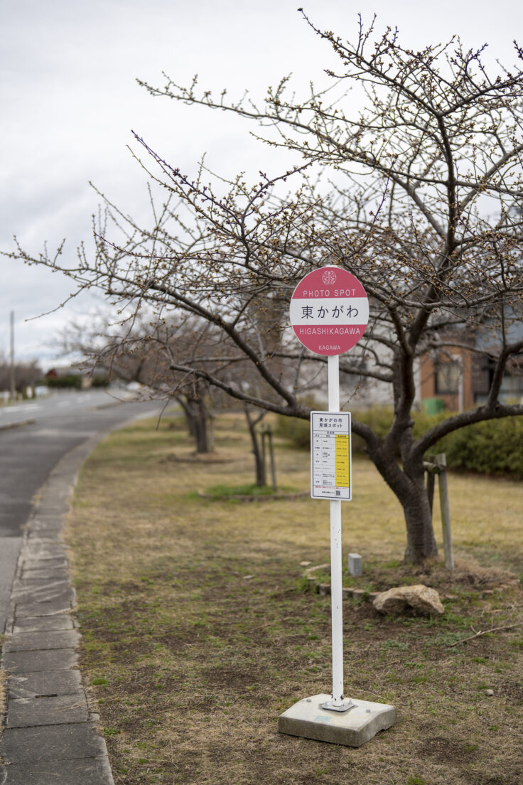 湊川河津桜ロード2