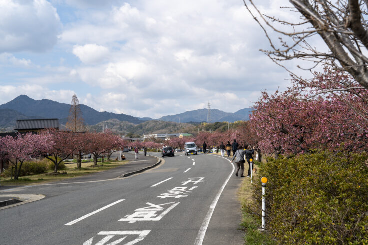 湊川河津桜ロード2025