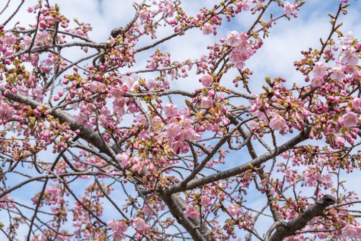湊川河津桜ロード2025②