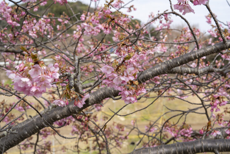 湊川河津桜ロード2025⑤