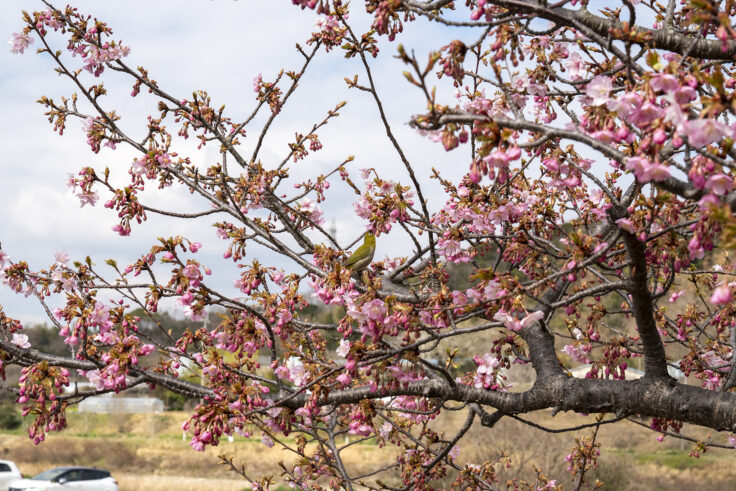 湊川河津桜ロード2025⑦