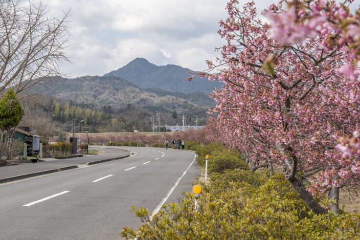 湊川河津桜ロード2025⑩