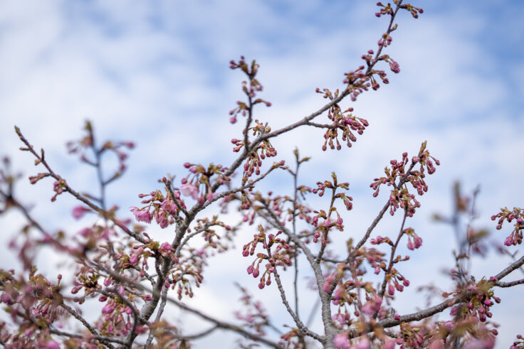 湊川河津桜ロード2025⑪