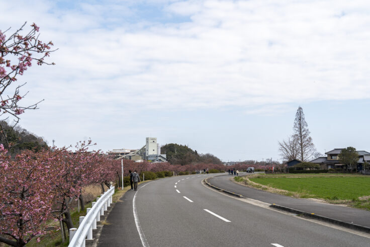 湊川河津桜ロード2025⑬