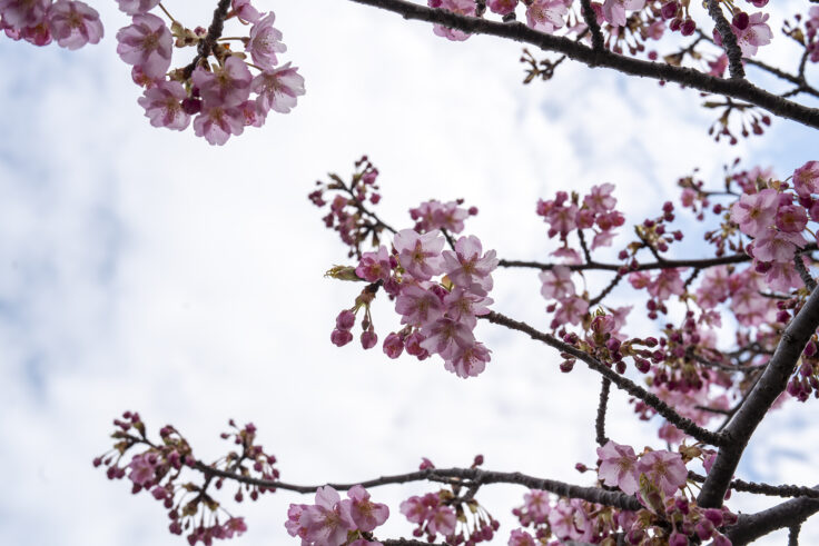 湊川河津桜ロード2025⑭