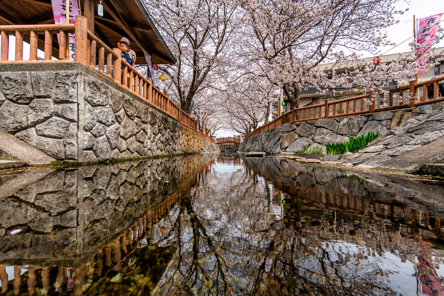 鹿の井出水の桜2025 | 旅カメラ