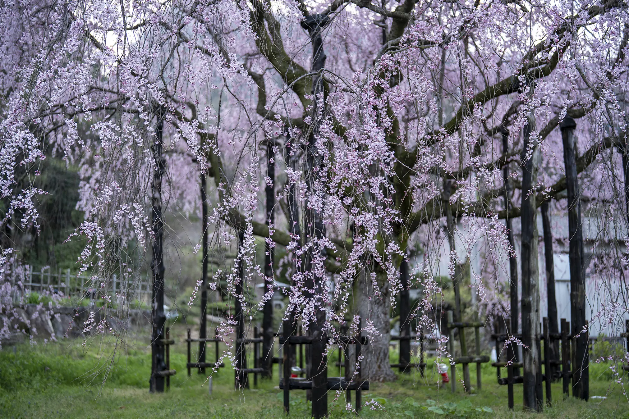 黒地に桜　お月様　逸品　太陽に当たると変わります 高松市鬼無町「想い出桜」2025 | 旅カメラ