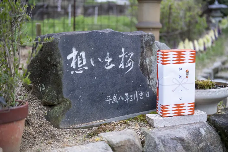 高松市鬼無町「想い出桜」2025 | 旅カメラ