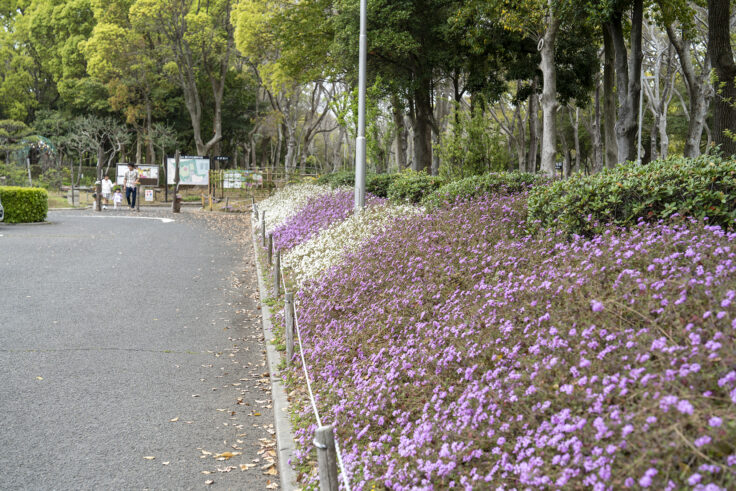坂出市番の州公園のランタナ