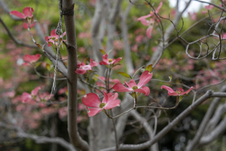 坂出市番の州公園のハナミズキ
