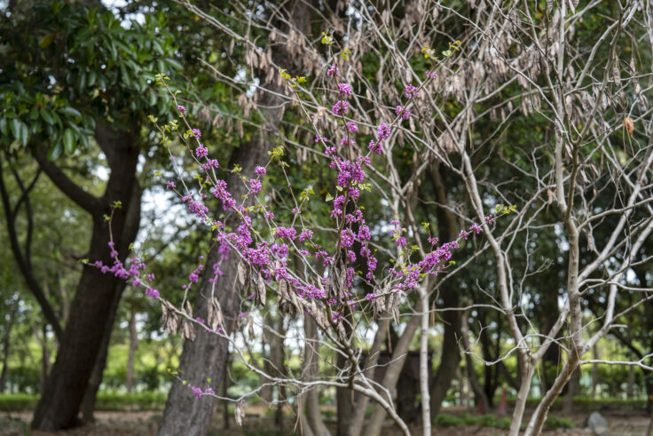 坂出市番の州公園のハナズオウ
