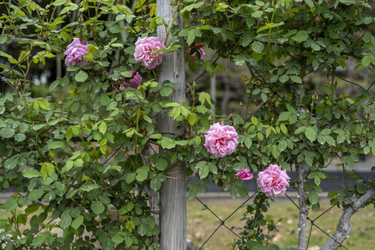 坂出市番の州公園のバラ