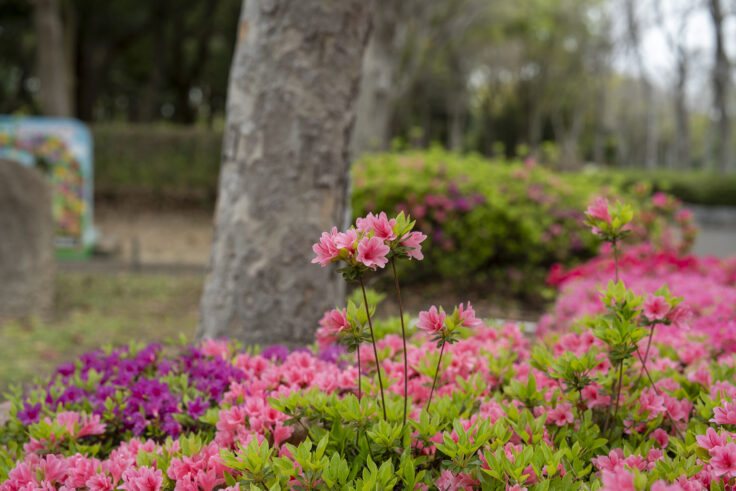 坂出市番の州公園のツツジ1