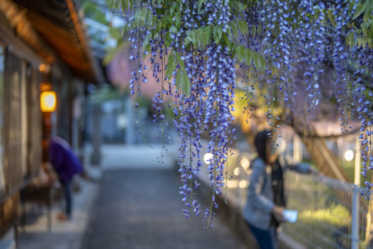 岩田神社の孔雀藤1