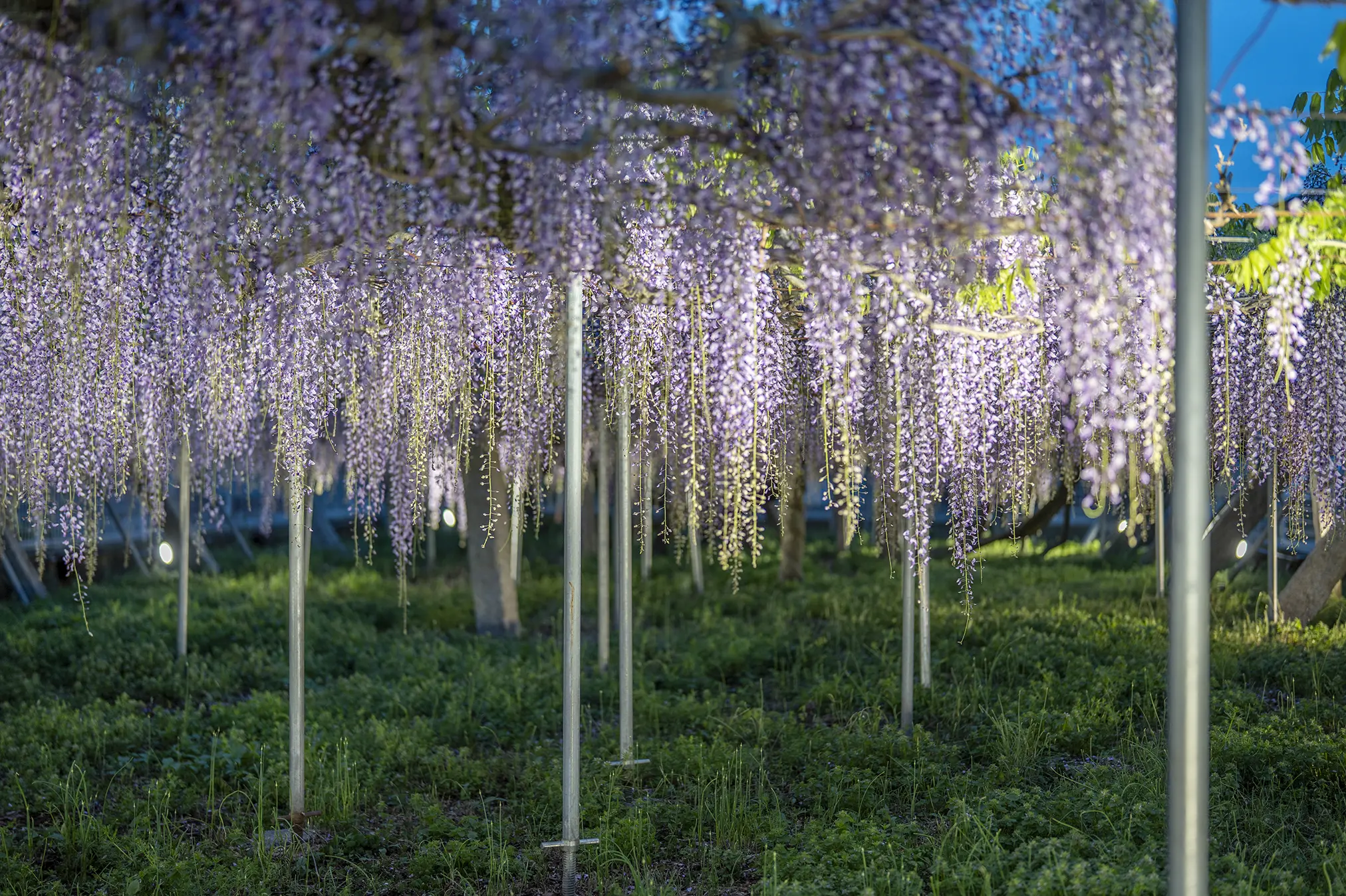 高松市飯田町「岩田神社」の孔雀藤2025 | 旅カメラ