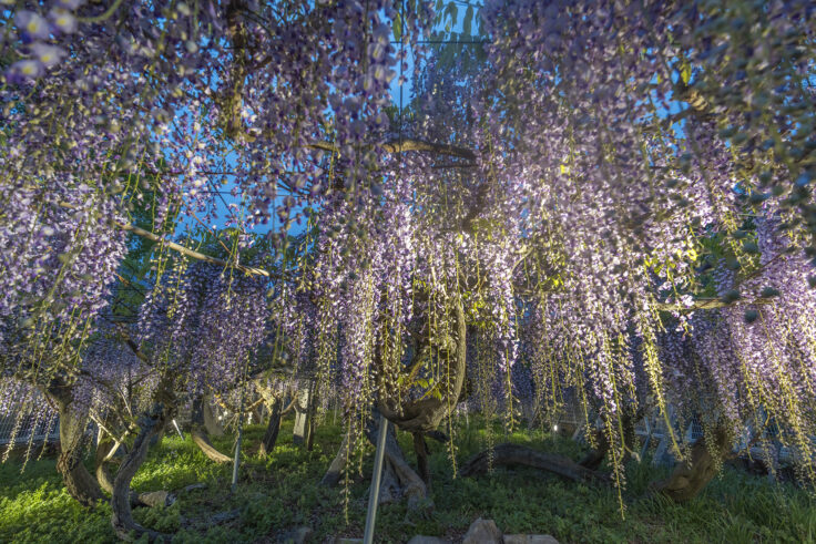 岩田神社の孔雀藤4