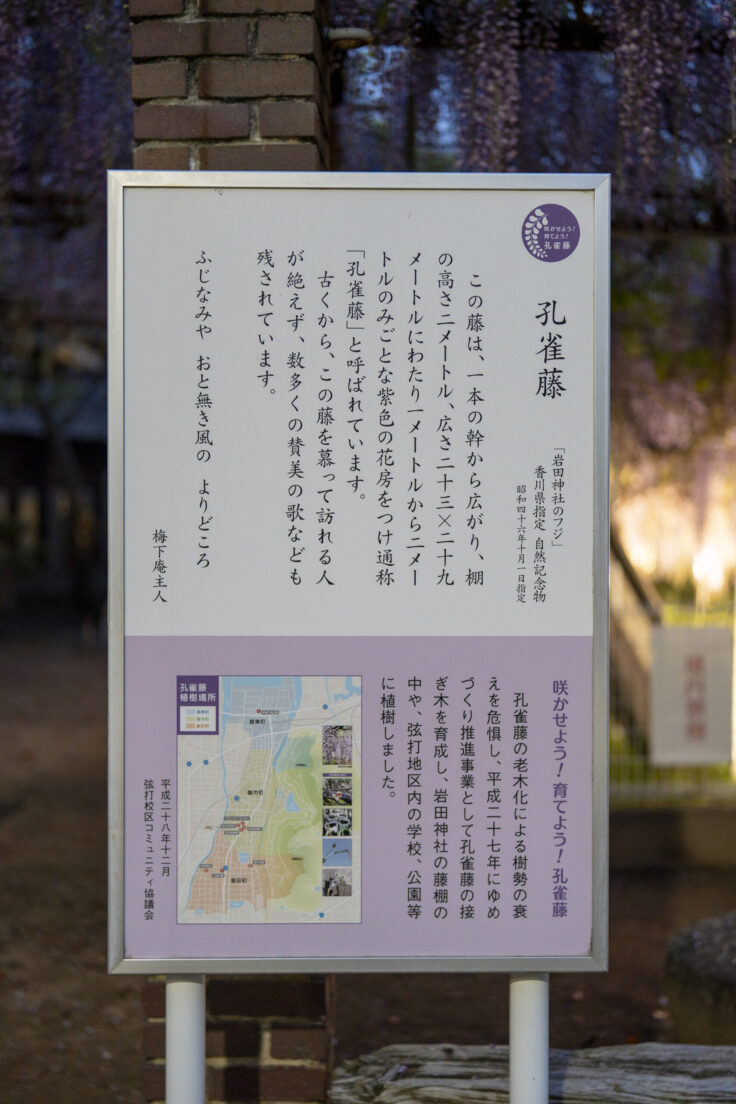 岩田神社の孔雀藤説明