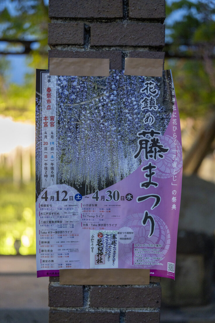 岩田神社の藤まつり2025