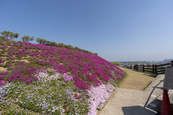 芝桜富士2