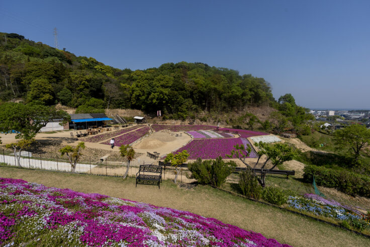 芝桜富士3