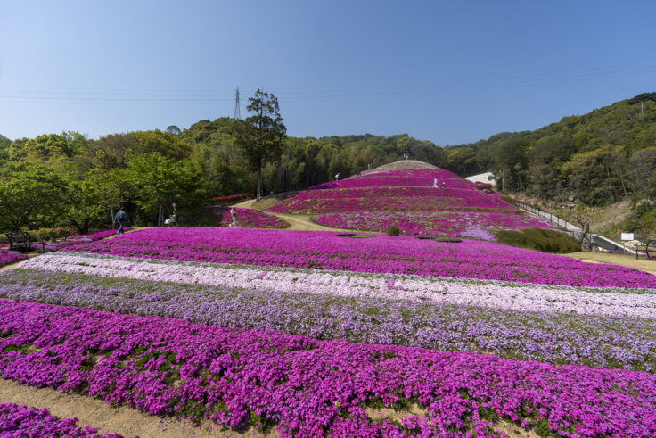 芝桜富士4